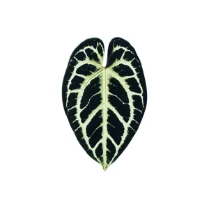 Close-up detail of green leaf acrylic bookmark featuring clear white vein patterns.