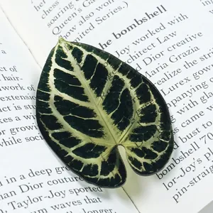 Translucent green leaf acrylic bookmark for reading lovers student stationery book marker decor