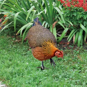 Acrylic chicken garden stake yard art detail view showcasing realistic print and outdoor decor appeal.