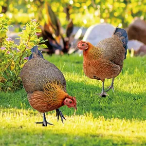 Acrylic chicken yard stakes for outdoor garden lawn decor cute animal yard art 2 pack set