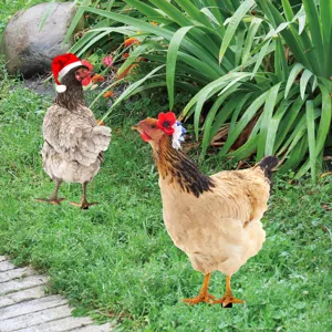 Acrylic chicken yard art stakes, double-sided decorative garden lawn ornament for outdoor decor.