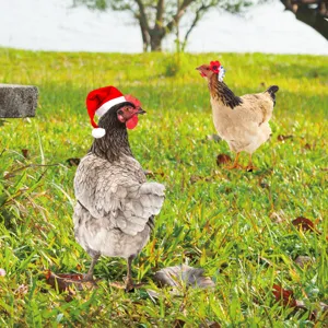 Detailed view of the acrylic chicken yard stake with Christmas hat on green grass outdoor decor.