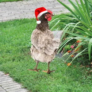 Acrylic chicken yard art decorative stake with cute Christmas hat for outdoor garden decor.