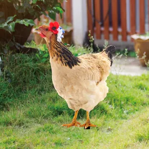 Acrylic chicken yard art garden stake outdoor lawn decorative sign with colorful flower crown.