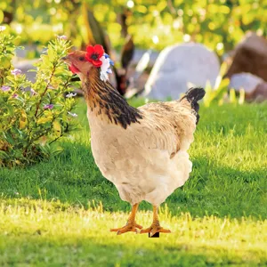 Acrylic chicken yard stake outdoor garden art double sided decorative stake decor