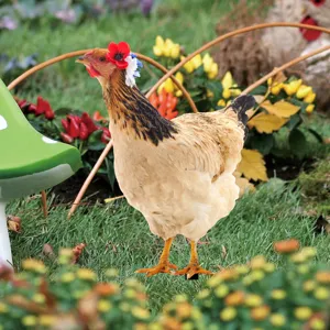Acrylic chicken garden stake outdoor yard art double sided decorative lawn ornament.