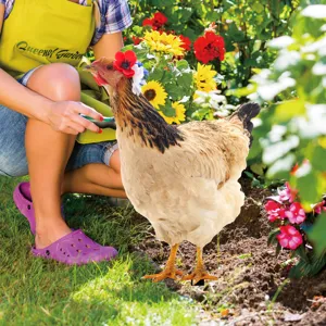 Acrylic chicken yard art garden stake, double-sided decorative outdoor lawn ornament.