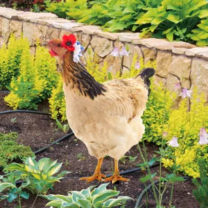 Outdoor acrylic chicken yard art garden stake detail view, double-sided decorative lawn ornament.