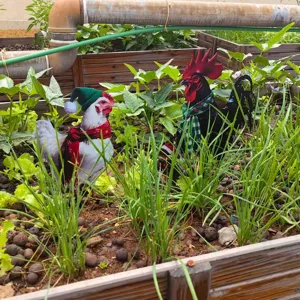 Metal chicken garden yard art stakes for outdoor patio lawn and backyard decorative use.