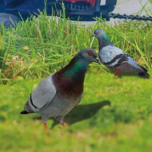 Metal pigeon yard art stake for outdoor garden decoration, durable iron animal lawn ornament.