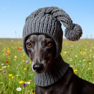 Cozy handmade grey knit pet hat with pom-pom, cute winter warm dog and cat costume.