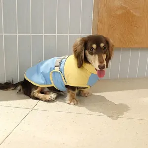 Long-haired dachshund wearing a blue and yellow warm dog jacket indoors