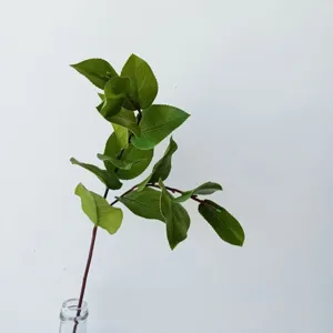 Artificial Saba leaf green single branch branch silk flower plant home decor photography prop detail