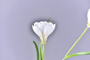 Artificial flower detail shot white crocus stem home wedding decoration closeup view
