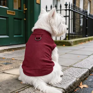 Gros plan d'un adorable chien portant un pull pour animal rouge bordeaux gaufré avec anneau.