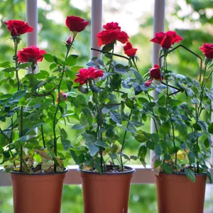 Pflanzenstütze Metall Kletterhilfe für Blumen, dekoratives Drahtgestell für Blumentöpfe.