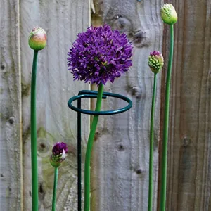 Grüner Metall Garten Pflanzenstütze Ring Stab für Outdoor Topfpflanzen Blumen.