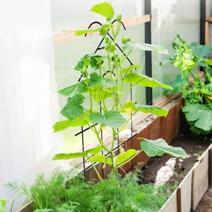 Metal plant trellis detail in greenhouse showing plant support and sturdy grid design.