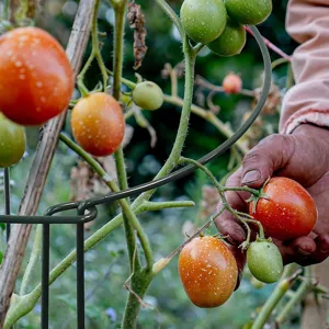 Grüner Metall-Pflanzenstützstab für Klettertomaten und Gartengemüse im Freien.