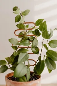 Detail van de koperen metalen planten trellis steun voor binnen klimplanten.