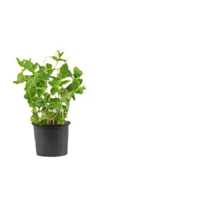 Garten Pflanzen Rankhilfe Stütze, Waben Metallgestell für Topf Kletterpflanzen Blumen.