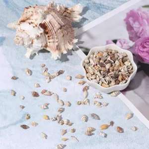 Natural small sea shells and conch bulk for DIY ocean bottles, fish tank landscaping and crafts.