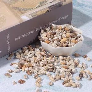 Natural small sea shells detail view for aquarium fish tank landscaping and DIY craft projects.