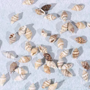 Natural small sea shells detail showing various unique patterns and textures for DIY crafts.