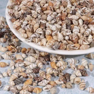 Natural small sea shells 1cm bulk for DIY craft resin ocean bottle fish tank landscape decor.