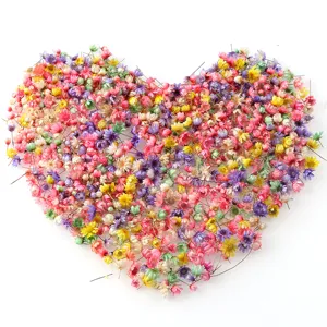 Colorful dried star flower heads detail shot, natural small daisy for DIY craft decor.