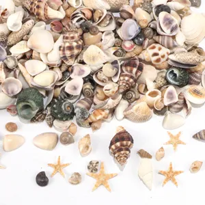 Miscela di conchiglie naturali e piccole stelle marine per artigianato fai da te e decorazione acquario.
