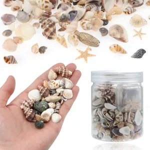 Conchiglie e stelle marine naturali in vaso per decorazione acquario e fai da te creativo.