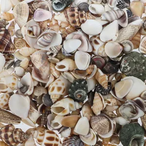 Piccole conchiglie naturali miste per bottiglie fai-da-te e paesaggistica per acquari.