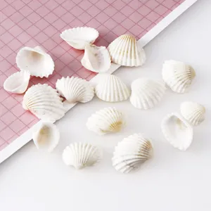 Gros plan de petits coquillages blancs naturels pour aménagement d'aquarium et loisirs créatifs.