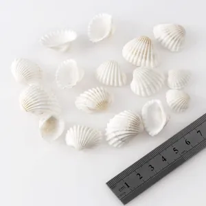 Petits coquillages coquilles Saint-Jacques blancs naturels pour décoration maison et loisirs.