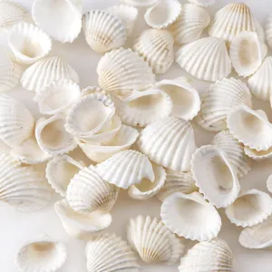Petites coquilles Saint-Jacques blanches naturelles en vrac pour déco maison et aquarium DIY.