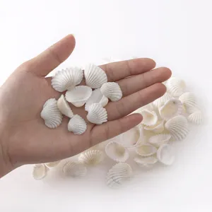 Petits coquillages Saint-Jacques blancs naturels en vrac pour déco aquarium DIY 30g