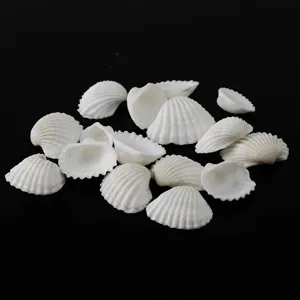 Petits coquillages blancs naturels pour la décoration intérieure et l'aquarium DIY.