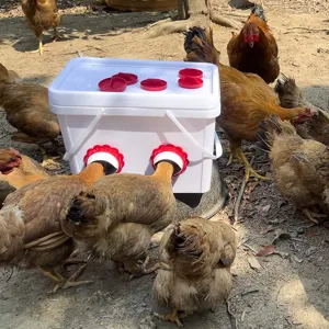 Automatic chicken feeder rainproof poultry feeding bucket for ducks poultry farm supplies use.