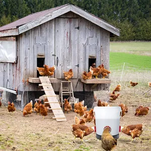Detail view of automatic poultry feeder in farm scene, rainproof chicken feeding bucket tool.