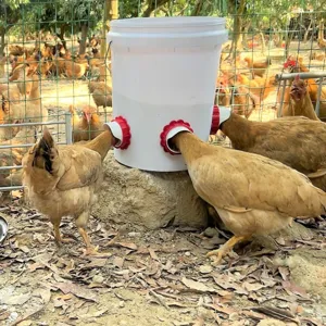 Automatic chicken feeder poultry feeding bucket with rainproof ports for farm ducks