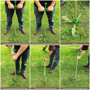 Step-by-step instruction detail of standing weed puller tool with prongs for lawn garden.