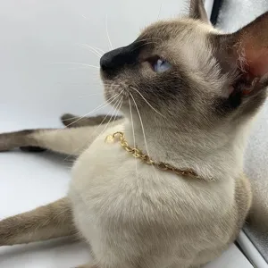 Gros plan d'un collier de chaîne pour animal en or sur un chat, détails délicats.