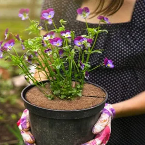 Detailed view of a round coconut coir mat placed in a flower pot for weed control and plants.