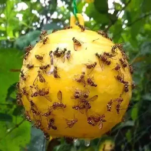 Dettaglio della trappola gialla per moscerini della frutta che cattura i parassiti.