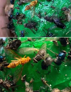 Palla trappola per insetti adesiva verde per frutteto, controllo moscerini efficace.
