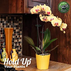 Green metal plant support stakes and rings for potted flowers and climbing plants garden.