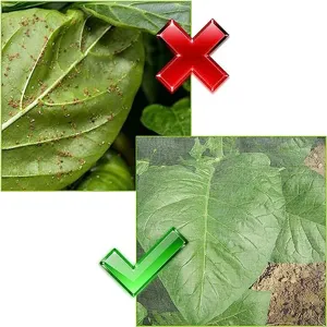 Rete insetti per piante giardino protezione parassiti copertura traspirante per frutta e fiori.