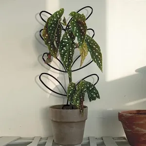 Metalene plantensteun klimsteun voor potplanten, kamerplanten klimrek en tuindecoratie binnen.