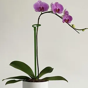 Green plant support stake for orchids, showing practical use in flower pot details.